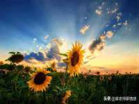 沭阳县阳之耀电子商务有限公司