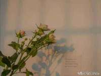 沭阳县阳之耀电子商务有限公司