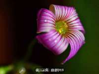 沭阳县阳之耀电子商务有限公司