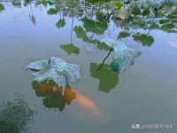 沭阳县阳之耀电子商务有限公司