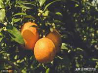 沭阳县阳之耀电子商务有限公司